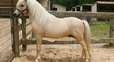 Maksimum Haber 2022 - Pony At Çiftliği Kurarak Para Kazanmak