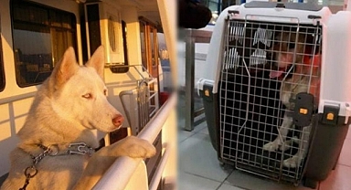 Canlı Hayvan Taşıyan Kargo Şirketleri – Hangi Kargo Şirketleri Canlı Hayvan Taşımaktadır?