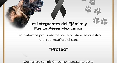 Meksika’dan arama-kurtarma çalışmaları için gelen köpek Proteo, hayatını kaybetti